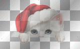 Christmas kitty Red white Cat