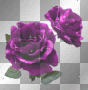 purple roses