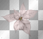 Poinsettia pink white Christmas Flower