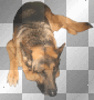 chien berger Allemand