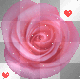 Pink Rose