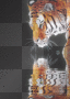 TIGER REFLET