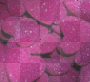 cuori fuxia