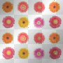Summer-Flowers