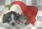Cane e gatto che dormono insieme