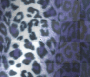 blue leopard 