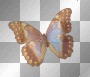 Rainbow Butterfly  ;-}