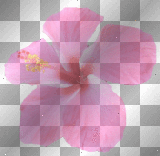 transparent pink hibiscus flower