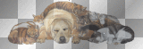 Cats and Dogs!