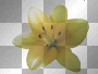 lily lily