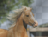 Welsh Pony
