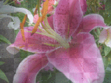 Fleur...