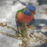 Birds of color
