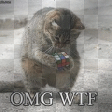 omg, cat