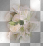 fleurs
