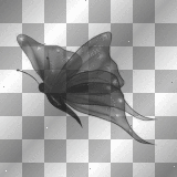 Black Butterfly   by karen0428