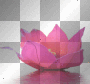 Teichrose