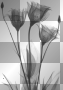 serce valentine heart love serce valentine heart love