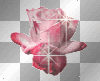 Pretty Pink Rose!