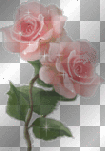 fiori