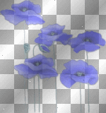Blue Poppy Flowers