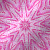 rose background