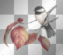 Animated Bird On Branch =^-^=