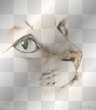 tête de chat