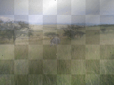 Africa Zebra