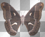 schmetterling 123