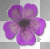 fiore @ro@