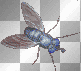 Tiere Fliege