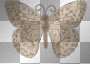 gold butterfly transparent gold butterfly transparent