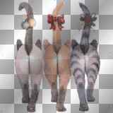 Kitten Wiggle! Kitten Wiggle!