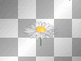 flowers flowers