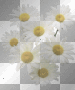 flower flower