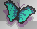  papillon
