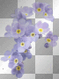 forget me nots