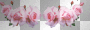 roses  border