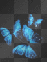 mariposas