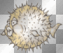 Puffer Fish