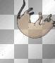 Cat #6