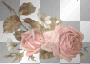 rose rose