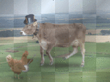 La vache elle dance!
