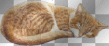 Sleeping Cat =^-^=