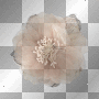 Flower Pink