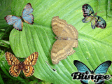 Butterfies