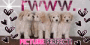 doggiez!♥