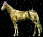 Golden Dun Akhal- Teke