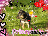Cokine Cokine